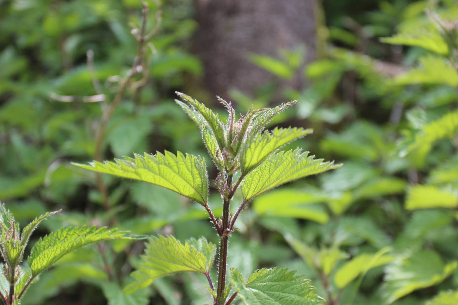 Brennnessel – Wildgemüse, Heilpflanze und Gartendünger