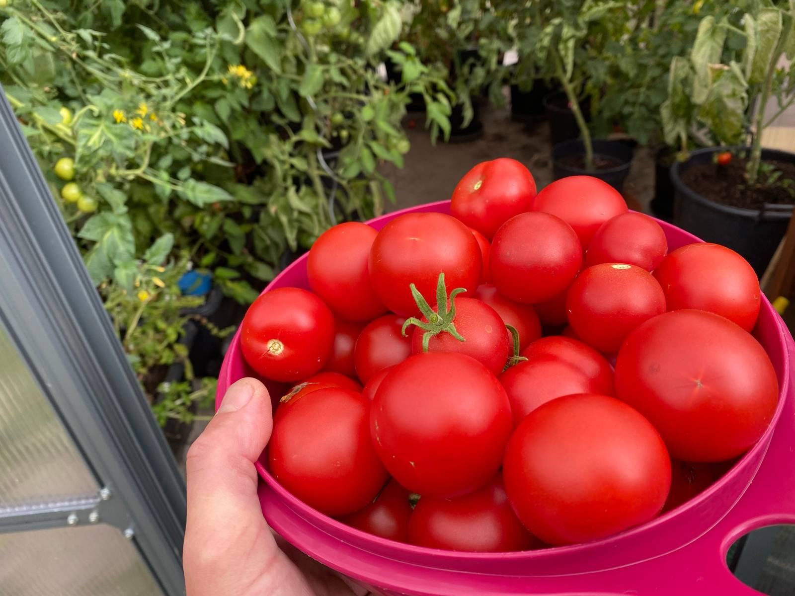 Große Tomatenernte einkochen: Passata, Sugo & Tomatensauce