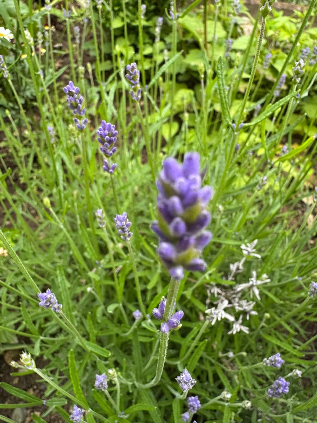 Lavendel – Duft der Provence für Garten, Küche und Nerven