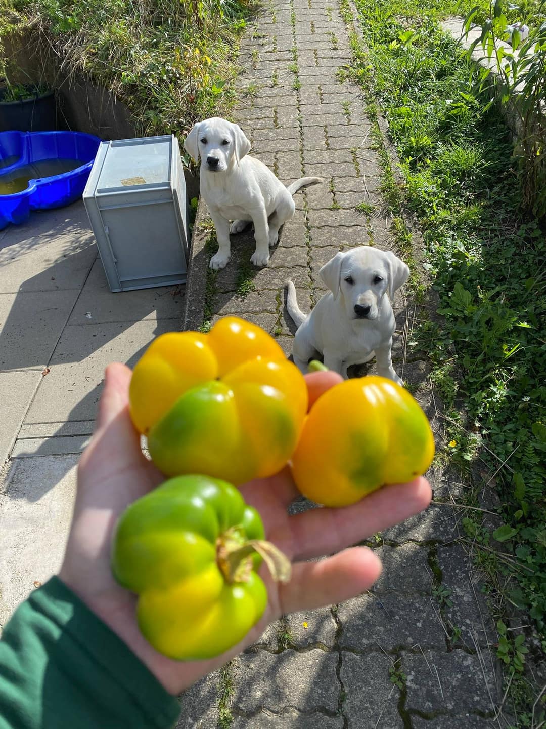 Paprika einlegen & rösten: süß-sauer, in Öl oder als Ajvar