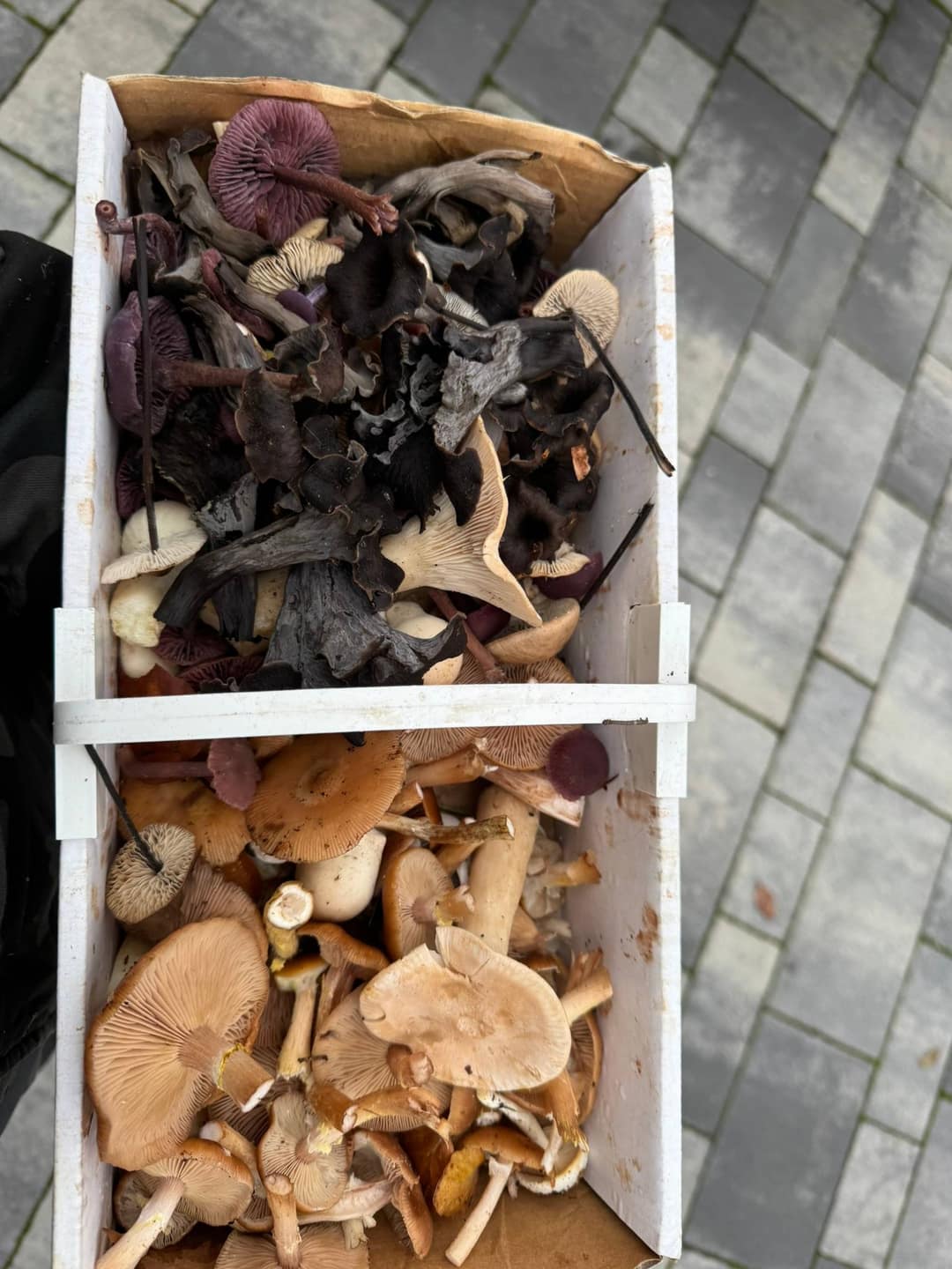 Pilze trocknen & haltbar machen