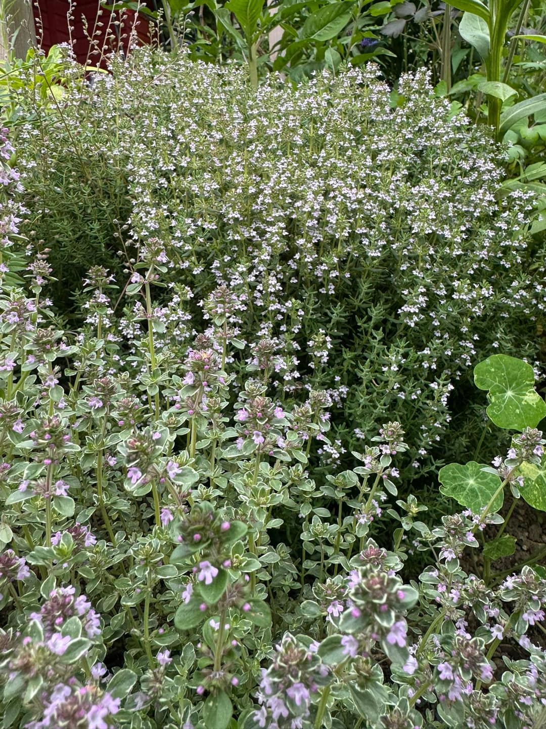 Thymian: Heilkraut, Gewürz und Bienenweide in einem